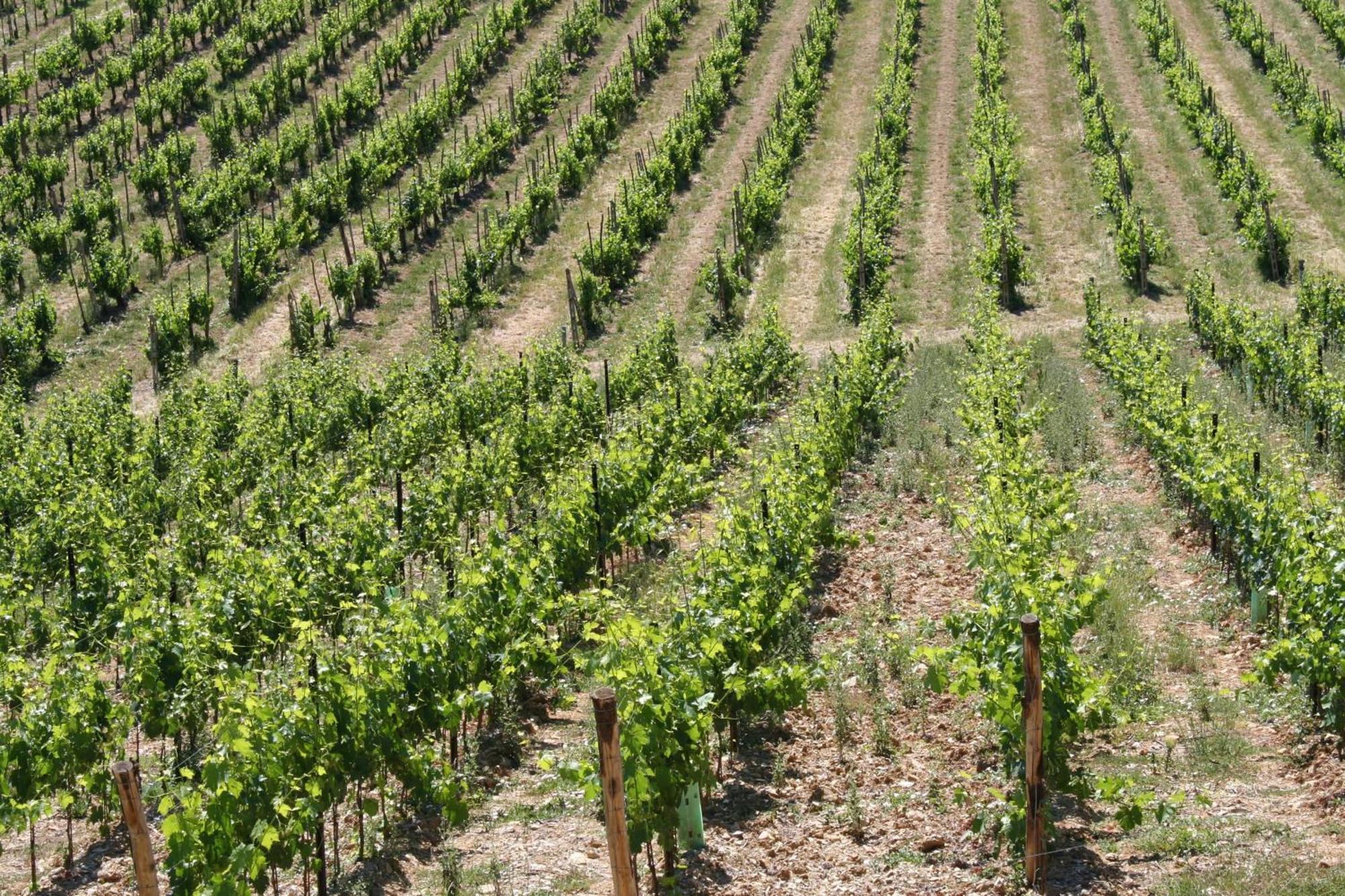 Le Terrazze Del Chianti B&B Residenza D'Epoca E Di Charme San Donato in Poggio Ngoại thất bức ảnh